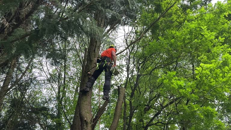 Best Tree Preservation Services  in St Francis, KS